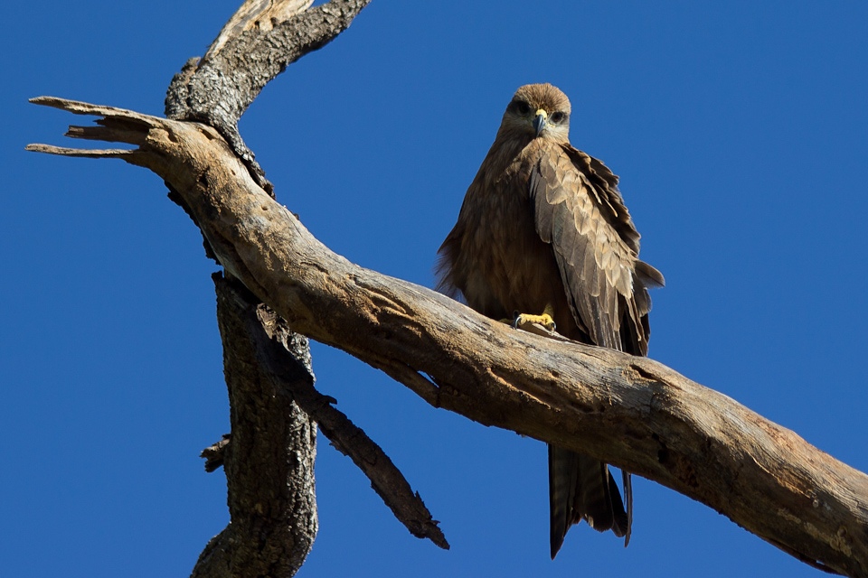 Black Kite (Milvus migrans)